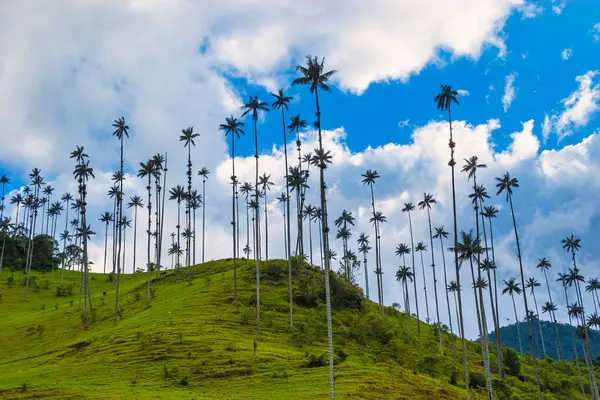 Mavi gökyüzü ile Cocora vadisinde doğal manzara. Salento, Quindio, Kolombiya. 