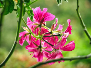  Bahçedeki çiçeklerin güzel taç yapraklarıyla yakın plan fotoğrafı..