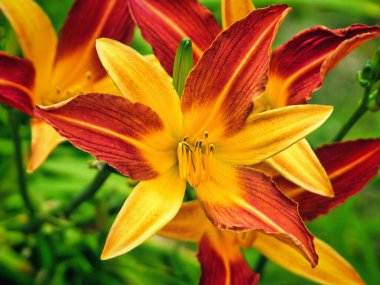  Bahçedeki çiçeklerin güzel taç yapraklarıyla yakın plan fotoğrafı..