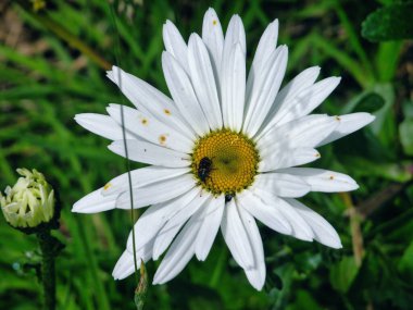 Bahçedeki çiçeklerin güzel taç yapraklarıyla yakın plan fotoğrafı..