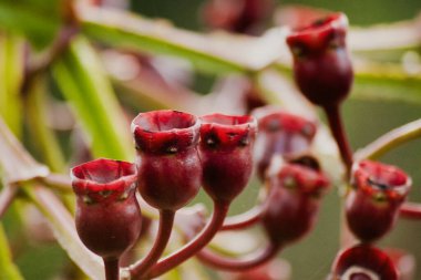 Bahçedeki çiçeklerin güzel taç yapraklarıyla yakın plan fotoğrafı..