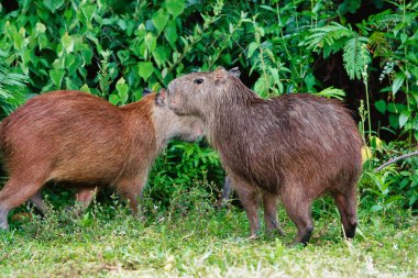 Çimlerin üzerinde oynayan bir grup chigiros. Kolombiya. 