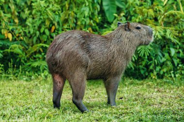 Çimlerin üzerinde oynayan bir grup chigiros. Kolombiya. 