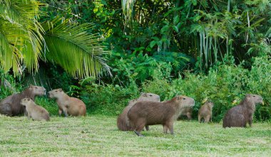 Çimlerin üzerinde oynayan bir grup chigiros. Kolombiya. 