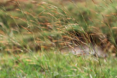 Ön planda beyaz çiçeklerin ve uçan arıların arka planı.