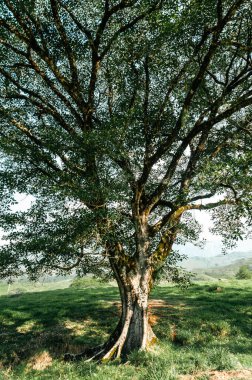 Ağacın manzarası ve Tamesis, Antioquia, Kolombiya 'daki dağların manzarası.