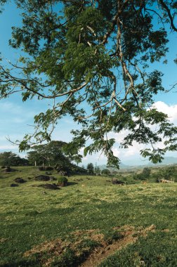 Ağacın manzarası ve Tamesis, Antioquia, Kolombiya 'daki dağların manzarası.