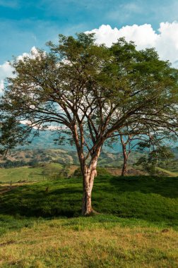 Landscape with tree and view of the mountains in Tamesis, Antioquia, Colombia. clipart