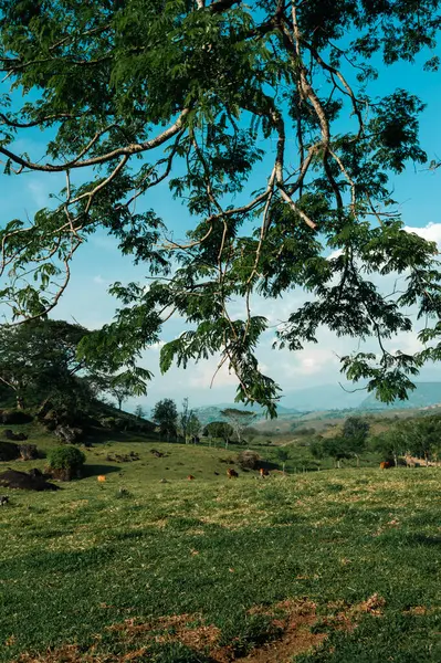 stock image Landscape with tree and view of the mountains in Tamesis, Antioquia, Colombia.