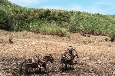 Şeker Çubuğu, Çin, Caldas, Manizale, Kolombiya
