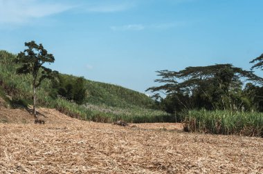 Şeker Çubuğu, Çin, Caldas, Manizale, Kolombiya