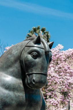 Medellin, Antioquia, Kolombiya. 17 Ocak 2024: Fernando Botero 'nun bir at heykeli ve bir Tabebuia gül ağacı