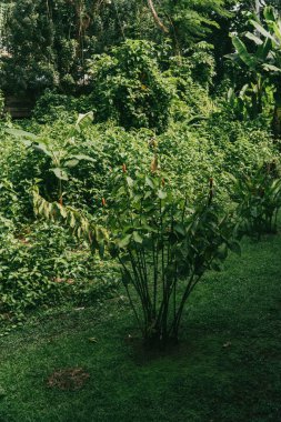 Amazon yağmur ormanları ve bitki örtüsüyle ilgili arka planlar.