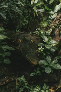 Amazon yağmur ormanları ve bitki örtüsüyle ilgili arka planlar.