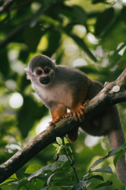 Portraits of the squirrel monkey on the Amazon monkey island. clipart