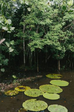 Amazon Nehri 'ndeki orman ve güzel bitki örtüsü.