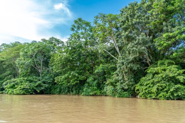 Amazon nehri ve mavi gökyüzündeki manzara portreleri. Amazonlar. 