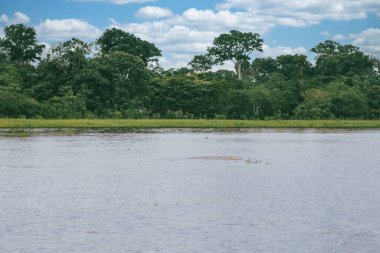 Amazon nehri ve mavi gökyüzündeki manzara portreleri. Amazonlar. 