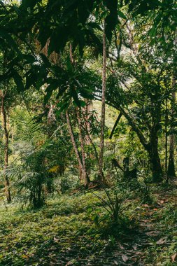 Amazon yağmur ormanlarındaki bitki portresi.