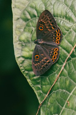 close-up portrait of Eurybia butterfly. clipart