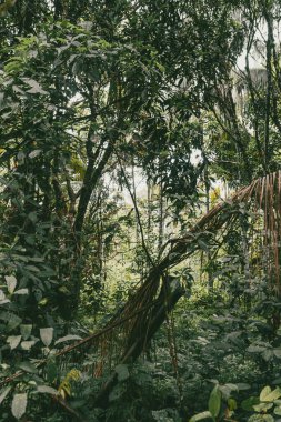 Amazon yağmur ormanlarındaki bitki portresi.