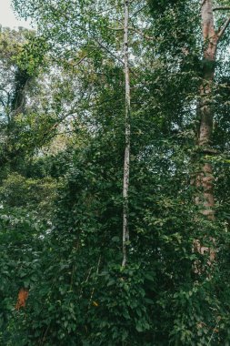 Amazon yağmur ormanlarındaki bitki portresi.