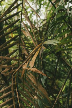 Amazon yağmur ormanlarındaki bitki portresi.