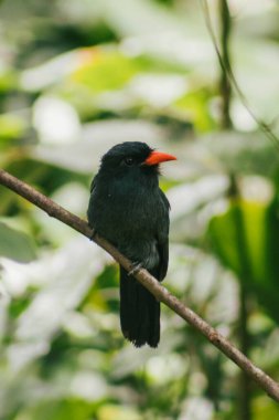 Amazon yağmur ormanlarındaki siyah rahibe ya da Monasa Atra olarak da bilinir..