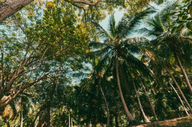Sanguare Doğa Koruma Alanı. San Onofre, Sucre, Sincelejo, Kolombiya.
