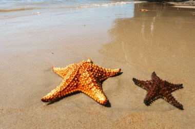  Sahilde denizyıldızı. San Onofre, Sucre, Sincelejo, Kolombiya. 