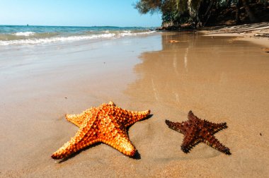  Starfish on the Beach. San Onofre, Sucre, Sincelejo, Colombia.  clipart