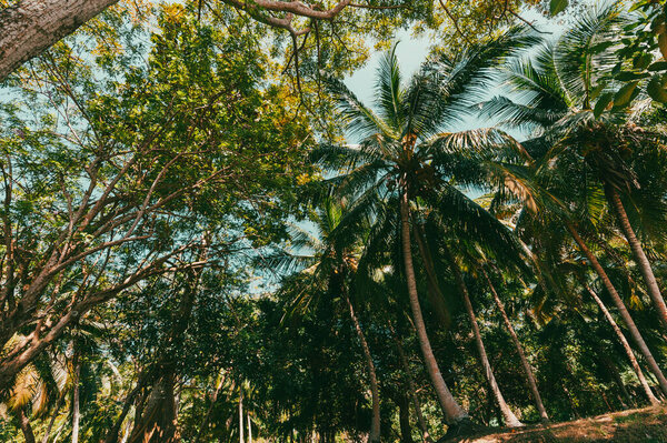 Sanguare Nature Reserve. San Onofre, Sucre, Sincelejo, Colombia.