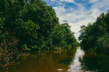 Beautiful mangroves with blue sky in Cispata Bay. San antero, Colombia.  clipart