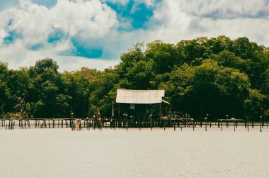 Cispata Körfezi 'nde mavi gökyüzü olan güzel mangrovlar. San Antero, Kolombiya. 