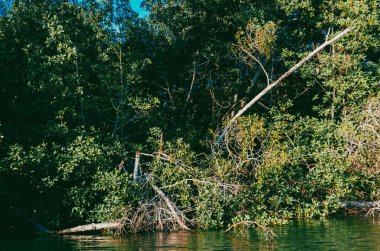 Mangrove, Kolombiya, San Antero, Cordoba 'da.