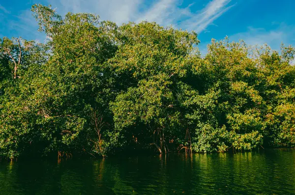 Mangrove, Kolombiya, San Antero, Cordoba 'da.