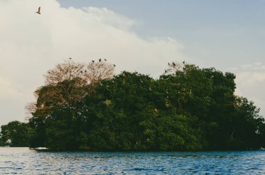 Mangrove, Kolombiya, San Antero, Cordoba 'da.