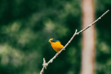 Portrait of the Euphonia violacea. Beautiful bird. clipart