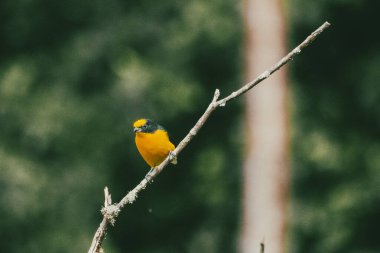 Portrait of the Euphonia violacea. Beautiful bird. clipart