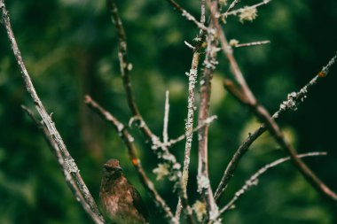 portrait of a yellow bird on a tree branch. clipart