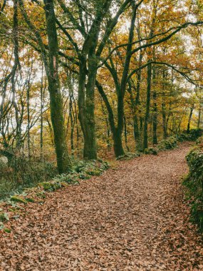 Fransız Yolu 'ndaki orman manzaraları. Birinci Aşama: Sarria - Portomarn