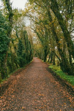 Fransız Yolu 'ndaki orman manzaraları. Birinci Aşama: Sarria - Portomarn