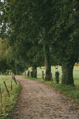 Fransız Yolu 'ndaki orman manzaraları. Birinci aşama, Sarria, Portomarn. İspanya.