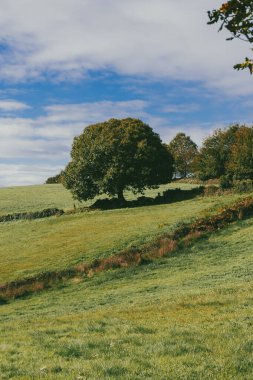 Fransız Yolu 'ndaki orman manzaraları. Birinci aşama, Sarria, Portomarn. İspanya.