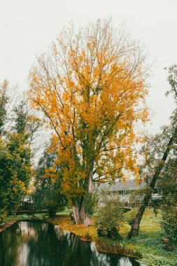 Beautiful landscape of the Sarria river promenade and yellow trees. Sarria, Galicia, Spain. clipart