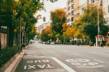 Madrid, İspanya. 3 Kasım 2024: Şehirde güzel sonbahar ağaçları.