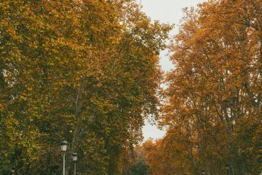 Madrid, İspanya 'daki El Retiro Parkı' nda sonbahar ağaçları.