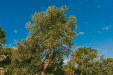 Yazın ağaçlar, kaktüsler ve mavi gökyüzüyle güzel doğal manzara..