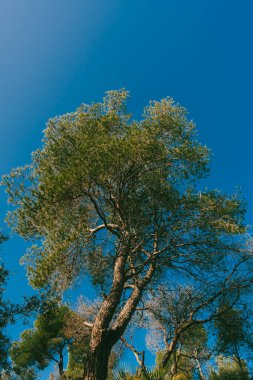 Yazın ağaçlar, kaktüsler ve mavi gökyüzüyle güzel doğal manzara..