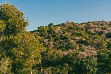 Yazın ağaçlar, kaktüsler ve mavi gökyüzüyle güzel doğal manzara..
